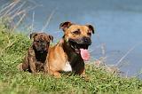 STAFFIE 055